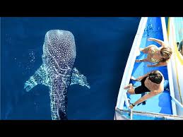 2 Hours Swimming With Whale Sharks in Indonesia - YouTube
