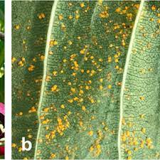 Check spelling or type a new query. Pdf Plumeria Rust Caused By Coleosporium Plumeriae On Frangipani Trees In Sumatra Indonesia