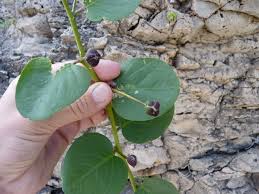 Image result for Capparis cartilaginea