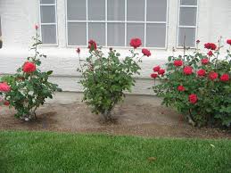 This causes less stress and shock to the plant. Plant Roses That Grow Well In Hot Desert Climate Las Vegas Review Journal