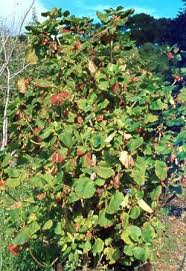 Image result for Greyia