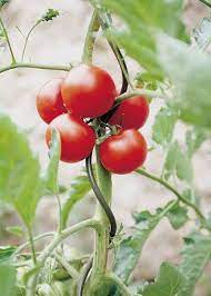 The tomato is the edible berry of the plant solanum lycopersicum, commonly known as a tomato plant. Pin On Garden Plant Support