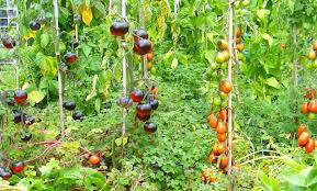 Comment planter des tomates : 10 Secrets De Jardinier Pour Faire Pousser De Belles Et Grosses Tomates Facilement