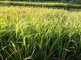 Kandungan utama dari jerami padi yaitu lignoselulosa, yang terdiri dari ikatan selulosa, hemiselulosa, dan lignin. Abu Jerami Sawah Jalan Padi Hijau Pemandangan Saad Saefullah Flickr