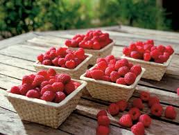 Left unpruned, red raspberries are their own worst weed. Sanlucar Raspberries The Sweet Berry Snack Taste It