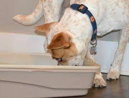 Best 3 Solutions To Keep Dogs Out Of The Cat Litter Box No More Treats