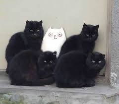 Guys I Think There May Be An Imposter Amongst Us Cats Crazy Cats Cute Animals