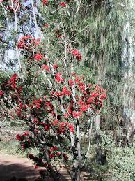 Image result for Schotia afra