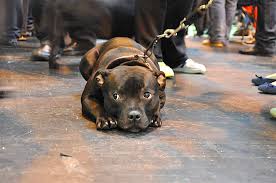 Breed Profile Staffordshire Bull Terrier