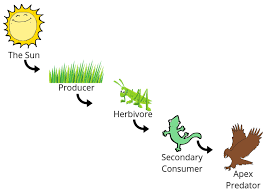 There are names to help describe each link of the food chain. Food Chains For Kids The Circle Of Life Tree Huggin Mom