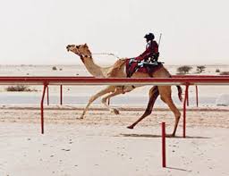 Winds blow sand all around, so a camel has long eyelashes. Camels Kidcyber