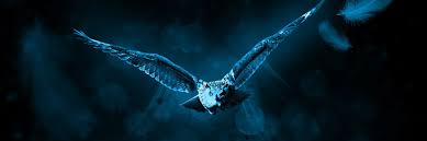 Quelles Symboliques Et Significations De La Chouette Spiriteo