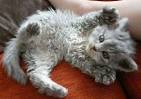 Feline 411: Meet The Curly Haired Cat Breeds - Cattitude Daily