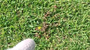 Https Xn Eckzbt1e4f2866b1zta Com How To Care Lawn Extermination Of Weed Oxalis