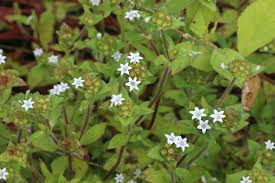 Image result for Richardia scabra