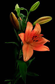 Pin On The Scent Of Flowers