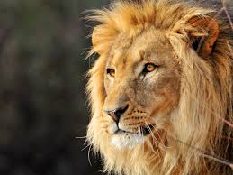 Leo The Lion Animal Cat Face Lion Wallpapers Lion Photography Male Lion Lion Face