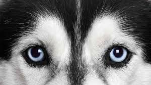 Can Dogs Be Color Blind The Answer May Suprise You Cesar S Way