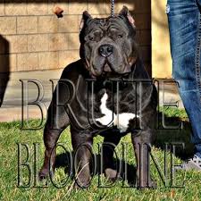 Black American Bully Xl For Sale Brute Bloodline Tri Color Bully Pitbull Puppies Remyline Xl Breeder Pitbull Puppies For Sale Pitbull Puppies Bully Pitbull