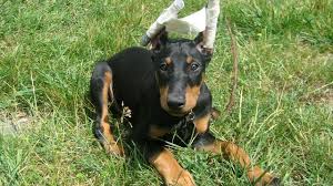 Why are dog's ears cropped? The Practice Of Cropping Dog Ears