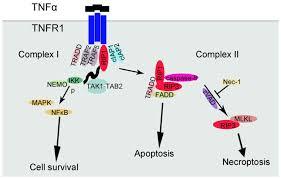 What should the aiming angle be for a recessed light? Necroptosis A Novel Manner Of Cell Death Associated With Stroke Review