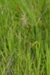 Image result for Aristida scabrivalvis