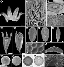 The combination of basil and strawberries work with tequila to make a delicious and refreshing blended cocktail. Integrative Taxonomic Analyses Sheds Light On Three Historically Disputed American Spermacoce Species And A Key To The American Species Of Spermacoce Spermacoceae Rubiaceae