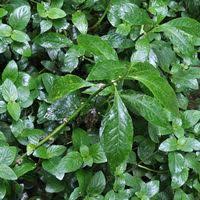 Image result for Struchium