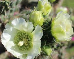 Image result for Lactuca imbricata