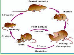 Suraksha Pest Control Pest Control Services In Kathmandu