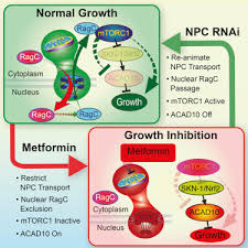Considerable renewal of interest in this drug has been observed in recent years. An Ancient Unified Mechanism For Metformin Growth Inhibition In C Elegans And Cancer Cell