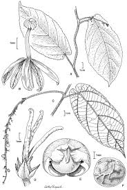 Image result for Tragia grandistipularis