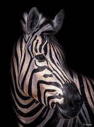 Photo Zebra Stripes By Fegari Lightroom 500px Lightroompresets Photoshop Tutorial Fineart Animals Wild Animals Photography Animals Beautiful