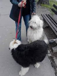 Son 2 Bobtail Old English Sheepdog Satilik Her Irk Kedi Kopek Yavrulari Facebook