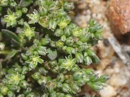 Image result for Polycarpon