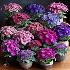 Image result for Cineraria pinnata
