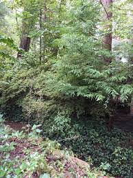 Pest Alert English Ivy Rash North Carolina Cooperative Extension