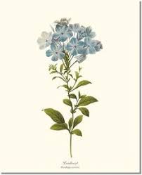 To request a free visitor guide from new iberia, louisiana travel guide, please fill out the form below and click submit. 81 Spring Flowers In Art Ideas In 2021 Spring Art Art Prints Prints