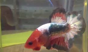 Ikan cupang bonsai ( cupang ketupat ). Jenis Ikan Cupang Bonsai