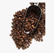 Coffee Beans Png Free Download Coffee Beans Image Png Transparent Png Kindpng Pngtree provides millions of free png, vectors, clipart images and psd graphic resources for designers.| coffee beans image png transparent png