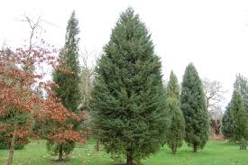 Image result for Cupressus arizonica