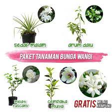 Maybe you would like to learn more about one of these? Paket Tanaman Bunga Wangi Shopee Indonesia