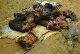 Image result for gorillas bushmeat