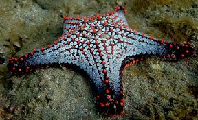 Image result for Pentanisia sykesii