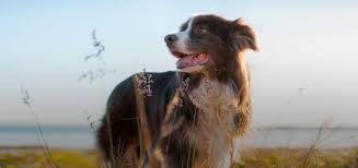 Pet medical center & spa. Santa Monica Veterinarians Santa Monica Pet Medical Center