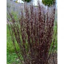 We did not find results for: Best Types Of Ornamental Perennial Grasses Zone 5