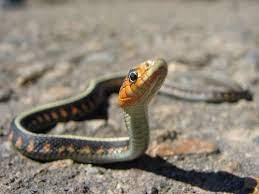 Baby Garter Snake On Road Baby Garter Snake Snake Photos Baby Animals