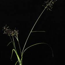 Image result for Sporobolus panicoides