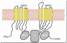 Image result for Delta F508