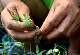 Soak the seeds for a few hours to give them a better chance at rooting. How To Propagate Plants Planet Natural